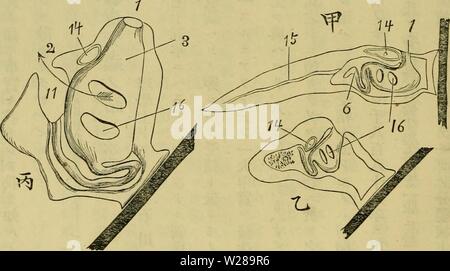 Immagine di archivio da pagina 395 di Dbutsugaku zasshi (1889)