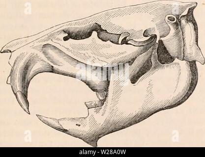 Immagine di archivio da pagina 396 della encyclopaedia - Wikizionario di anatomia e Foto Stock