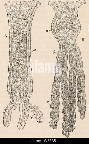 Immagine di archivio da pagina 397 della encyclopaedia - Wikizionario di anatomia e Foto Stock