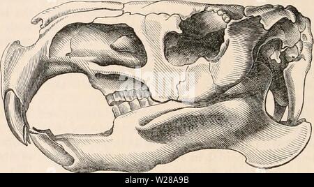 Immagine di archivio da pagina 399 della encyclopaedia - Wikizionario di anatomia e. Il encyclopaedia - Wikizionario di anatomia e fisiologia cyclopdiaofana0401todd Anno: 1847 Cranio di Ccelogynus. ner angolo è uno scavo che assomiglia a un lungo il solco o semi canal, che è veramente il infra-orbitale di Canal. Il jugal è molto più alta di quella vasta ; il Palatino si estende nel palato tanto in avanti quanto il primo dente molare : in orbita è quasi nascosta dalla proiezione del mascellare superiore ; ne- vertheless, è interposto tra tale osso e sphenoid, e all'estremità posteriore dell'arcata alveolare. In Foto Stock