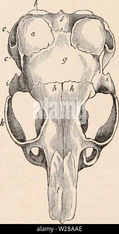 Immagine di archivio da pagina 399 della encyclopaedia - Wikizionario di anatomia e. Il encyclopaedia - Wikizionario di anatomia e fisiologia cyclopdiaofana0401todd Anno: 1847 Cranio di capibara. timpano. Il Palatino lede il palato tanto in avanti quanto il terzo molare Fig. 260. Cranio di cincillà. a, b, c, porzioni di osso temporale che qui è molto notevole sul conto dello straordinario sviluppo della cavità timpanica; e, meato auditorius externus ; f, l'osso occipitale ; g, parietali ; h, h, il frontale ; i, zygomatic porzione del temporale, che in questo animale è abbastanza staccato da th Foto Stock