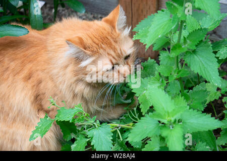 Tabby cat assaporando erba gatta (Nepeta Cataria) nel giardino Foto Stock
