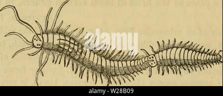 Immagine di archivio da pagina 405 di Cuvier il regno animale disposti. Cuvier il regno animale : disposti secondo la sua organizzazione cuviersanimalkin00cuvi Anno: 1840 Plëione, SAV. (AmpMnome, Blainv.), che con la stessa tentacoli, hanno cresta-come le branchie. Anche queste sono da est ladies, e raggiungere una grande dimensione. A queste possono essere aggiunte Eitphrosine, Sav., che non ha che un tentacolo a testa, insieme con arbuscular branchie, molto più sviluppati e complessi ; e a cui il genere Anisteria, Sav., stabilito su un individuo mutilati, dovrebbe probabilmente essere approssimata ; e infine Hipp Foto Stock