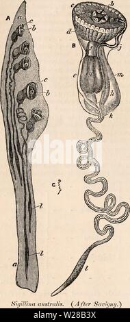 Immagine di archivio da pagina 405 della encyclopaedia - Wikizionario di anatomia e Foto Stock