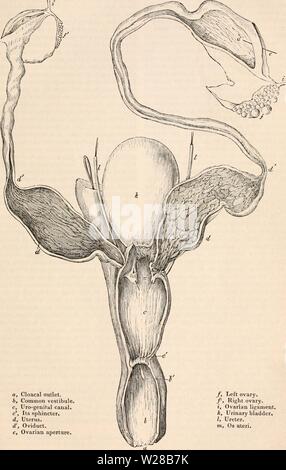 Immagine di archivio da pagina 406 della encyclopaedia - Wikizionario di anatomia e Foto Stock