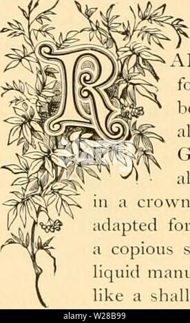 Immagine di archivio da pagina 407 di dell'enciclopedia pratica della floricoltura (1884). Dell'enciclopedia pratica di floricoltura cyclopediaofprac00girare Anno: 1884 SMILJlX. ARELY ha qualsiasi vite rampicante preso tale attesa del popolare cuore per scopi decorativi come ha questo delicato, twining, luminoso-lasciarono la bellezza. Migliaia di cantieri sono utilizzati ogni anno per le decorazioni su tutte le occasioni, sia gioiosa e triste. È un nativo del Capo di Buona Speranza e costituisce un ordine indipendente di piante quasi alleata dei gigli. La radice è formata da numerosi tuberi regno vn, da cui i vitigni a molla. Una fertile s Foto Stock