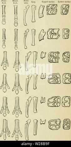 Immagine di archivio da pagina 407 del darwinismo un esposizione di Foto Stock