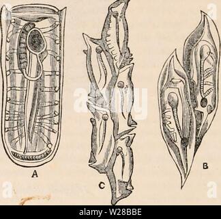 Immagine di archivio da pagina 407 della encyclopaedia - Wikizionario di anatomia e Foto Stock