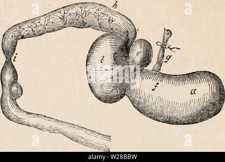 Immagine di archivio da pagina 407 della encyclopaedia - Wikizionario di anatomia e Foto Stock