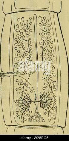 Immagine di archivio da pagina 409 di Dbutsugaku zasshi (1889) Foto Stock