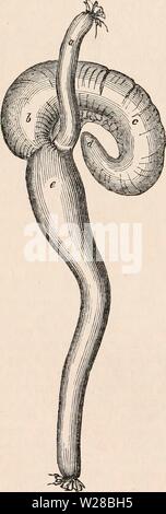 Immagine di archivio da pagina 409 della encyclopaedia - Wikizionario di anatomia e Foto Stock