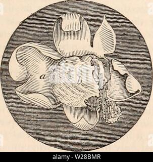 Immagine di archivio da pagina 410 della encyclopaedia - Wikizionario di anatomia e