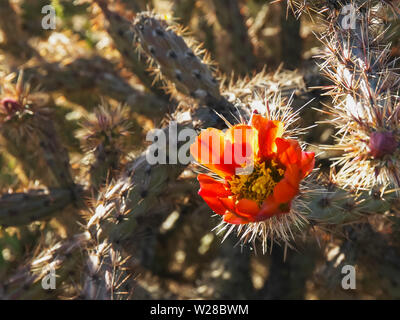 Close up di un cactus cholla fiore Foto Stock