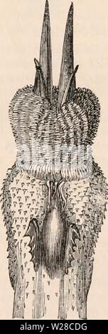 Immagine di archivio da pagina 416 della encyclopaedia - Wikizionario di anatomia e Foto Stock