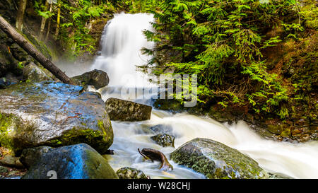 Neve di primavera melt tumbling su tronchi e massi su Mcgillivray Creek tra redcraig e Sun picchi nelle Highlands Shuswap in BC, Canada Foto Stock