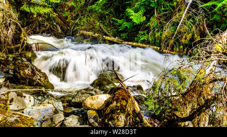 Neve di primavera melt tumbling su tronchi e massi su Mcgillivray Creek tra redcraig e Sun picchi nelle Highlands Shuswap in BC, Canada Foto Stock