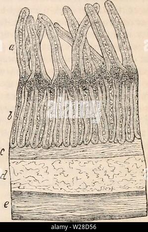 Immagine di archivio da pagina 422 della encyclopaedia - Wikizionario di anatomia e