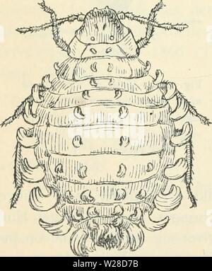 Immagine di archivio da pagina 423 di Dansk forstzoologi (1896) Foto Stock