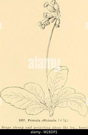 Immagine di archivio da pagina 427 di dell'enciclopedia di American orticoltura Foto Stock