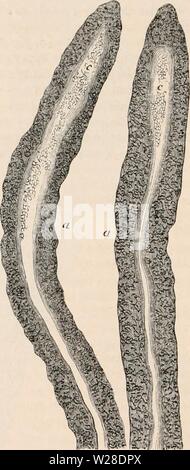 Immagine di archivio da pagina 427 della encyclopaedia - Wikizionario di anatomia e Foto Stock