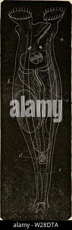 Immagine di archivio da pagina 427 della encyclopaedia - Wikizionario di anatomia e Foto Stock