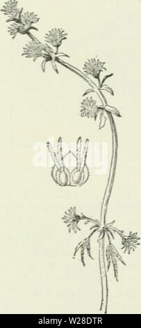 Immagine di archivio da pagina 427 di dell'Enciclopedia delle colture di fattoria Foto Stock