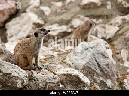 Carino suricats seduti sulle rocce e guardando curiosamente Foto Stock
