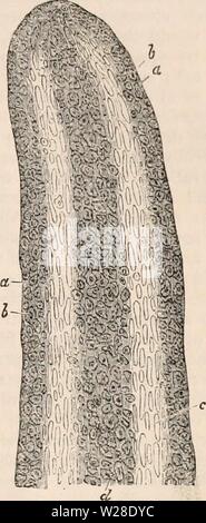 Immagine di archivio da pagina 428 della encyclopaedia - Wikizionario di anatomia e Foto Stock