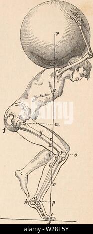 Immagine di archivio da pagina 430 della encyclopaedia - Wikizionario di anatomia e Foto Stock