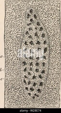 Immagine di archivio da pagina 431 della encyclopaedia - Wikizionario di anatomia e Foto Stock