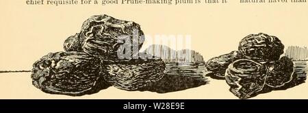 Immagine di archivio da pagina 433 di dell'enciclopedia di American orticoltura Foto Stock