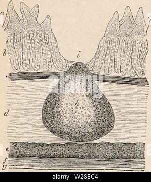 Immagine di archivio da pagina 433 della encyclopaedia - Wikizionario di anatomia e Foto Stock