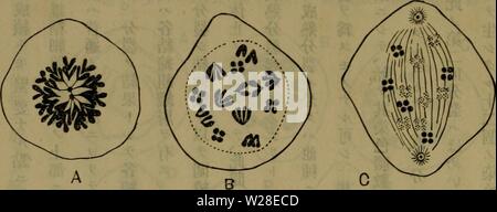 Immagine di archivio da pagina 433 di Dbutsugaku zasshi (1889) Foto Stock