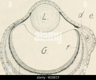 Immagine di archivio da pagina 433 di Das Werden der Organismen; zur Foto Stock