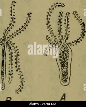 Immagine di archivio da pagina 436 di Dbutsugaku zasshi (1889) Foto Stock