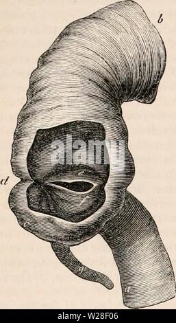 Immagine di archivio da pagina 439 della encyclopaedia - Wikizionario di anatomia e Foto Stock