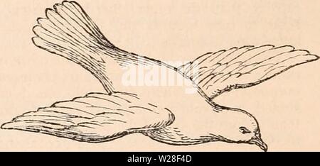 Immagine di archivio da pagina 441 della encyclopaedia - Wikizionario di anatomia e Foto Stock