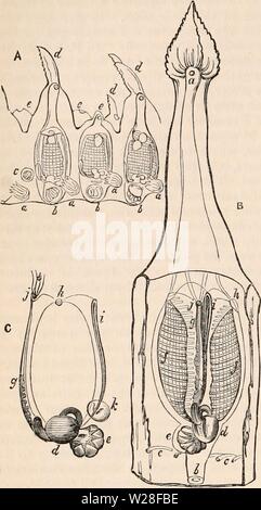 Immagine di archivio da pagina 443 della encyclopaedia - Wikizionario di anatomia e Foto Stock