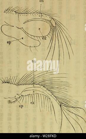 Immagine di archivio da pagina 447 di Dbutsugaku zasshi (1889) Foto Stock