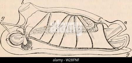 Immagine di archivio da pagina 447 della encyclopaedia - Wikizionario di anatomia e Foto Stock