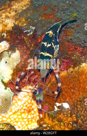 San Valentino Puffer Sharpnosed, noto anche come Blacksaddle Toby, Canthigaster Valentini, essendo pulite da nastrare Coral gamberetti, Stenopus hispidus. Foto Stock