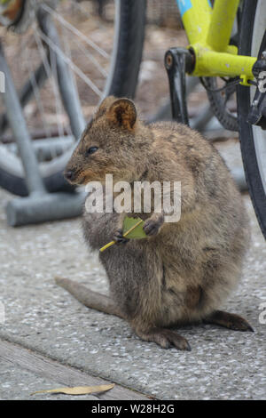 Marsupiale Quokka foraggio e l'alimentazione sull'Isola di Rottnest in Australia Occidentale Foto Stock