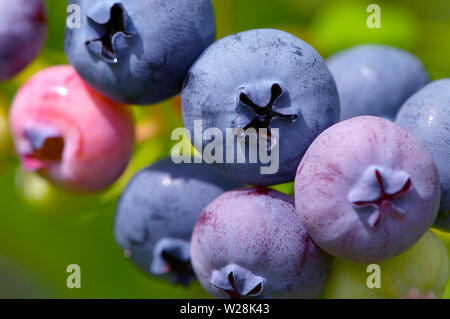 Close up della maturazione di mirtilli sulla boccola. Highbush mirtillo (Vaccinium corymbosum) Foto Stock