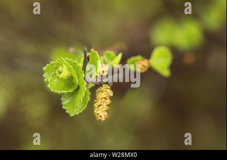 Foglie e ramoscelli di Betula nana, la nana betulla. Foto Stock