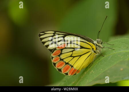 Foto di Jezebel comune (dellias eucharis ) farfalla Foto Stock