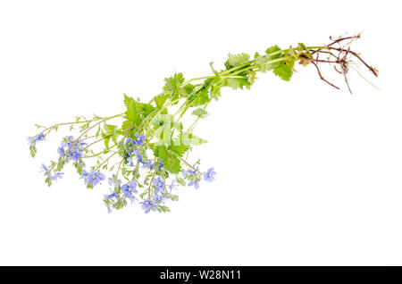 Veronica blu fiore isolato su sfondo bianco Foto Stock