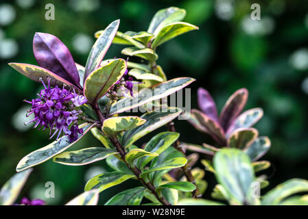 Hebe tricolore, fioritura, in estate precoce con fogliame variegato. Foto Stock