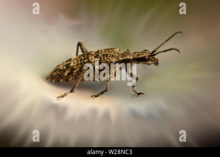 Macro shot di Rhagium inquisitore (pino nervata borer) con sfocato effetto circostante. Foto Stock