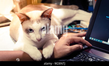 Cute cat sonnecchia sulla mano d'uomo. Pet peloso cuddling fino al suo proprietario e ottenere nel modo del suo lavoro. Freelance lavoro . L uomo è la tastiera del computer Foto Stock