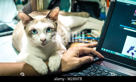 Cute cat sonnecchia sulla mano d'uomo. Pet peloso cuddling fino al suo proprietario e ottenere nel modo del suo lavoro. Freelance lavoro . L uomo è la tastiera del computer Foto Stock